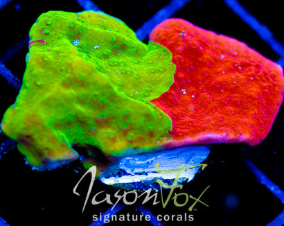 WWC GRAFTED TURBICULATA