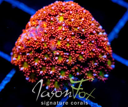 JF KALEIDOSCOPE GONIAPORA