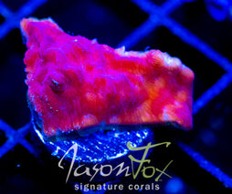 JF RASPBERRY ICE LEPTO