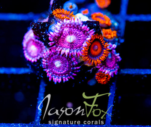 JF MANGO COOLERS COMBO