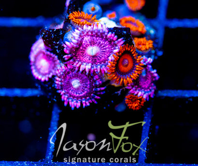 JF MANGO COOLERS COMBO