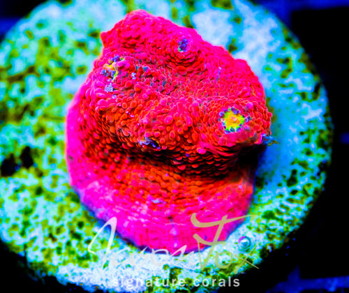 JF PINK BOOBIES CHALICE