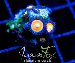 JF SOUTHERN GIRLS PALYS COMBO