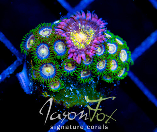 CC LAZER LEMONS COMBO