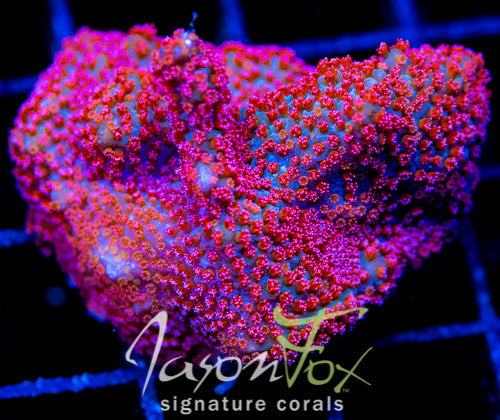 GB SEVEN HEAVENS MONTI XL FRAG