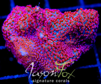 GB SEVEN HEAVENS MONTI XL FRAG