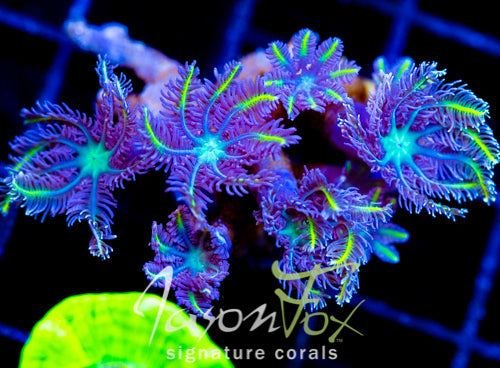 TSA LEMON LAZERS CLOVES