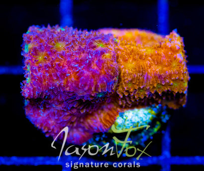 IJAM SPLIT DECISION LITHO