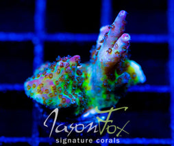 JF STRAWBERRY WINE ACRO