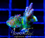 JF STRAWBERRY WINE ACRO