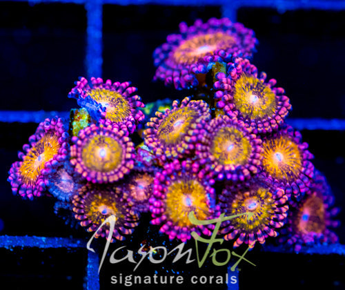 JF MOHICAN SUNS PALYS