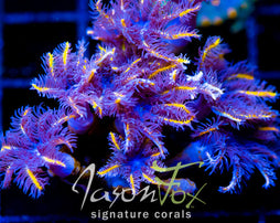 JF TANGERINE TWISTERS CLOVES