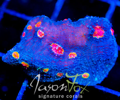 TYREE PUMPKIN PATCH CHALICE