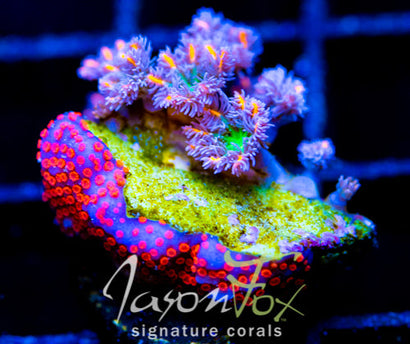 JF ORANGE INFUSED RAINBOW CLOVES COMBO