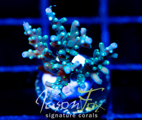 TYREE BLUEBERRY STARS ACRO