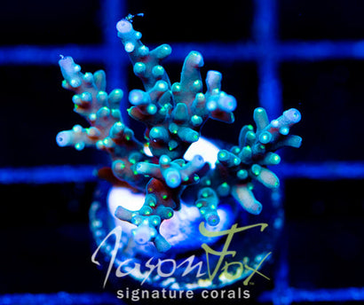 TYREE BLUEBERRY STARS ACRO