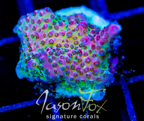 JF STRAWBERRY WINE ACRO