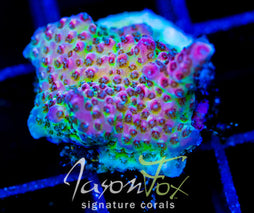 JF STRAWBERRY WINE ACRO