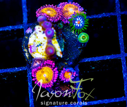 JF MOHICAN SUNS COMBO