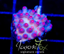 JF METEOR SHOWER CYPHASTREA