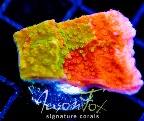 WWC GRAFTED MONTI CAP XL FRAG