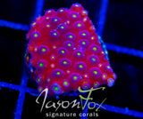 BLING BLING CYPHASTREA