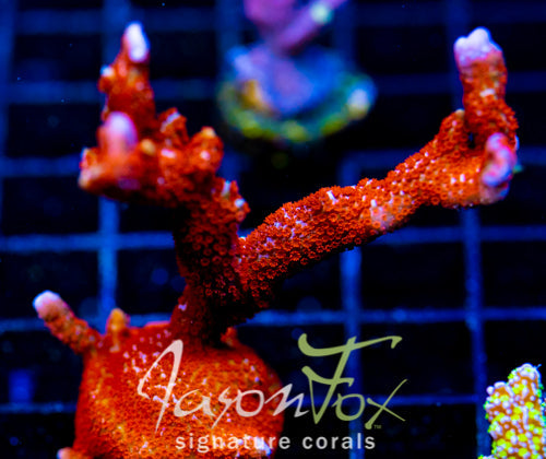 JF SUNTAN DIGI XXL FRAG