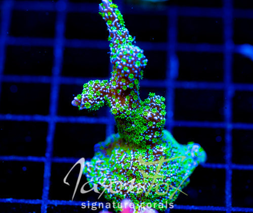 TUBS MONTI STELATTA XL FRAG