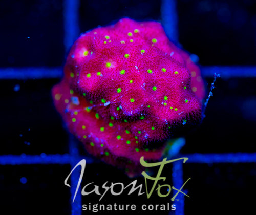 JF TIME WARP PSAMMOCORA