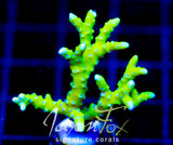BR GREEN GOBLIN ANACROPORA