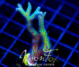 JF ENCHANTED FOREST BN