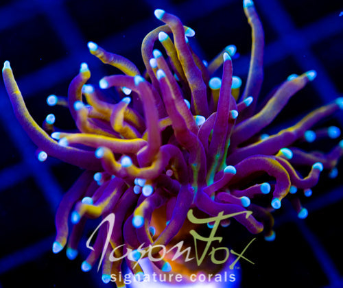 JF SUPER BRIGHT ORANGE TORCH