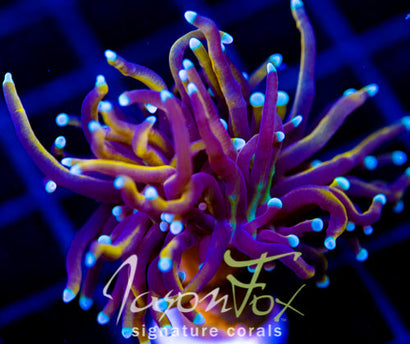 JF SUPER BRIGHT ORANGE TORCH