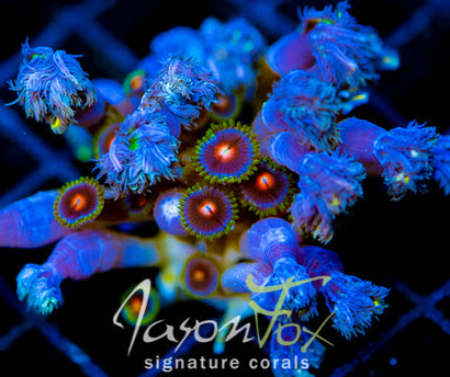 JF YELLOW INFUSED RAINBOW CLOVES XXL COMBO