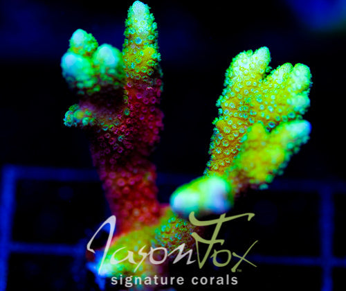 WWC CONTRABAND DIGI XL FRAG