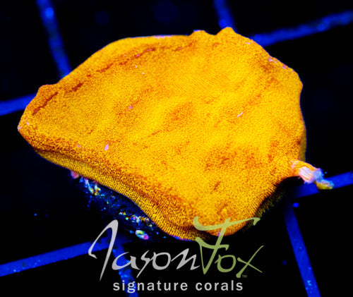 JF BLINDING ORANGE LEPTO