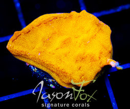 JF BLINDING ORANGE LEPTO