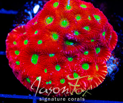 JF TOP FUEL FAVIA XL FRAG