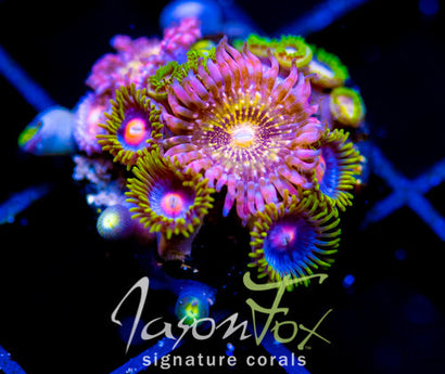 JF MOHICAN SUNS COMBO