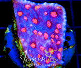 JF HELLS EYE CHALICE