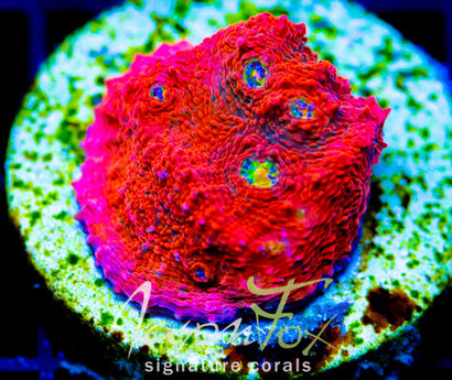 JF PINK BOOBIES CHALICE