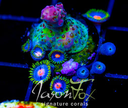 JF STRAWBERRY WINE ACRO COMBO