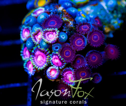 JF SUNFLOWER ZOAS COMBO XL FRAG