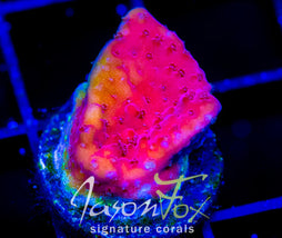 RRC PINK CADILLAC ACRO