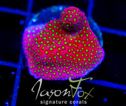 WWC ELECTRIC DAISY STYLO