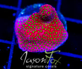 WWC ELECTRIC DAISY STYLO