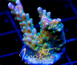 JF DAZZLING MONTAGE ACRO