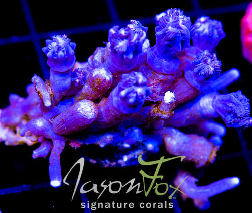 JF TANGERINE TWISTERS CLOVES