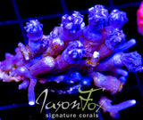 JF TANGERINE TWISTERS CLOVES