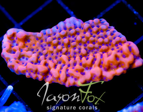 JF SPEED BOMB MONTI XL FRAG